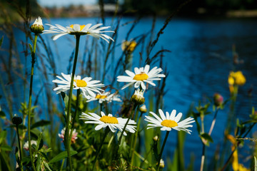 Beautiful white chamomile in grass near the lake in summer