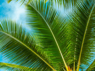 Palm leaf. Amazing nature of Hawaii