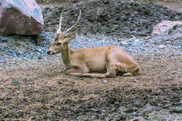 Deer stay calm on the ground./ Deer in the Zoo.