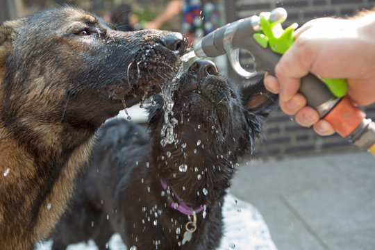 Twee herderpups drinken water uit tuinslang
