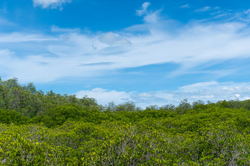 A view of mangrove forrest under the blue sky.