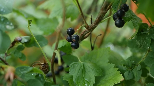 Fruits of black currant berries from the bushes in the summer garden, ready to harvest. Juicy ripe berries of a black currant on a bush. Garden berries background. Close-up