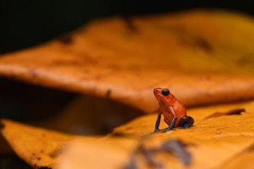 Blue Jean Frog on yellow leaf