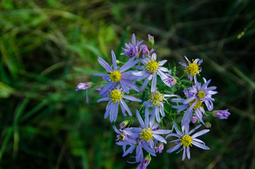 purple flowers on green grass