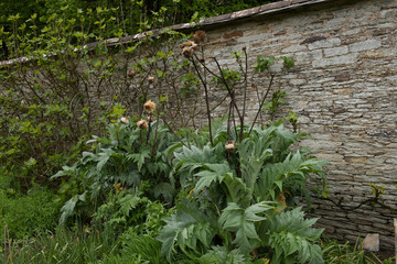 Home Grown Organic Artichoke Plant (Cynara cardunculus var. scolymus) Growing on an Allotment in a Vegetable Garden in Rural Devon, England, UK