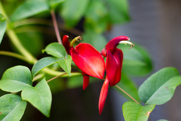 Flowers of a coral tree, also called flame tree, Erythrina or Korallenbaum