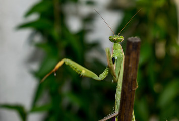 Mantids- Mantidae is one of the largest families in the order of praying mantids, based on the type species Mantis religiosa. Close up.