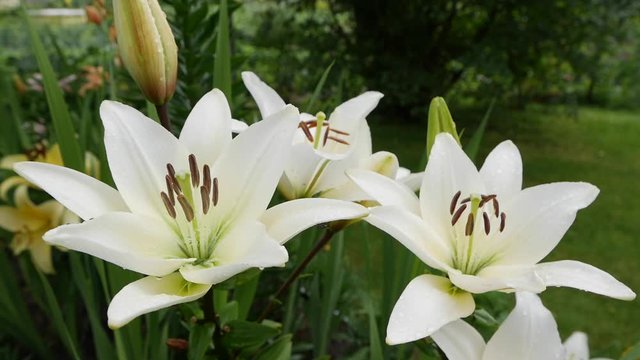 Beautiful varietal lilies close-up on flower bed. White Lily flowers swaying in the wind Daylily 