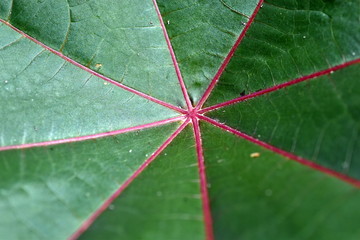 Hintergrund grünes Blatt mit roten Adern