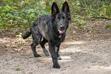 Zwarte Oudeduitse Herder pup - 5 maanden