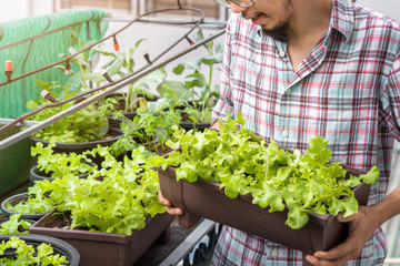 Asian man gardener holding organic salad plant in plastic plant pot, Vegetable gardening at home, Selective focus, Copy space, farming and growing your own food concept.