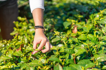 Close up hand of asian women picked organic green tea leave at green tea plantation, copy space.