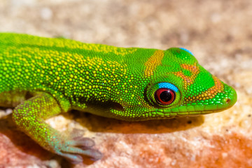 lizard on a green leaf