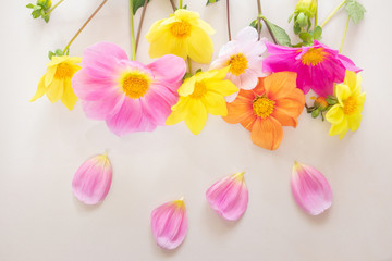Pink and yellow dahlia flowers on a pastel background. Bright floral concept for the holiday, birthday. Top view, minimalism, copy space.