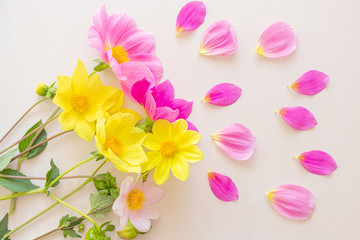 Pink and yellow dahlia flowers on a pastel background. Bright floral concept for the holiday, birthday. Top view, minimalism, copy space.