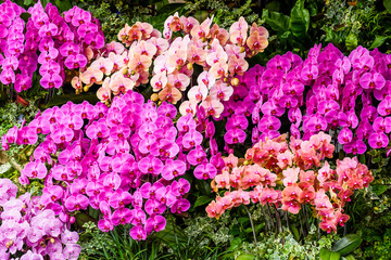 Beautiful moth orchid flowers in the garden