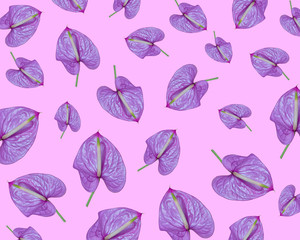 Lilac Anthurium an exotic flower on a pink background, pattern.