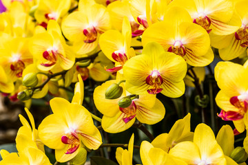 Obraz na płótnie Canvas Beautiful yellow moth orchid in the garden.