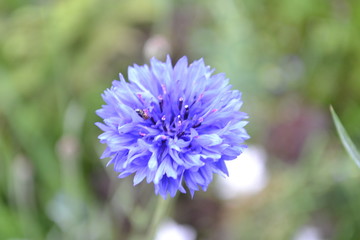 A blue cornflower in the green countryside. Closeup 