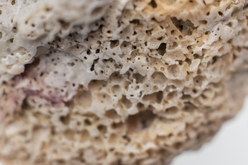 petrified coral isolated on a white background, close up.