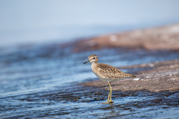 Wood Sandpiper (Tringa glareola) standing on shoreline