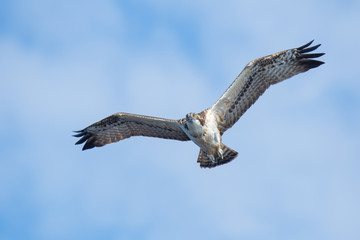 Osprey in flight against blue sky