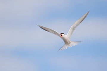 Сommon tern (Sterna hirundo) in flight and screaming at the intruders