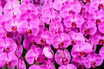 Beautiful moth orchid flowers in the garden