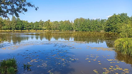 Obraz na płótnie Canvas petit étang en été dans le nord de la france