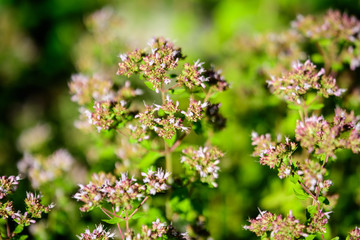 Many fresh green leaves and purple flowers of Thymus serpyllum plant, known as Breckland wild thyme, creeping or elfin thyme  in direct sunlight, in a herbs garden, in a sunny summer day