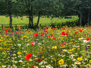 Wild Flowers in a Field
