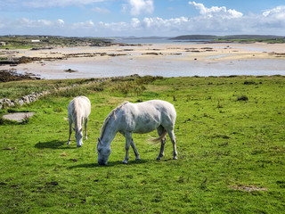 White Horses in Connemara