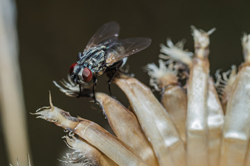 The fleshfly [family Sarcophagidae]