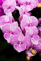 Close-up of moth orchid flowers with black background