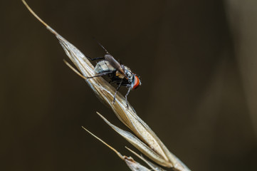 The fleshfly [family Sarcophagidae]