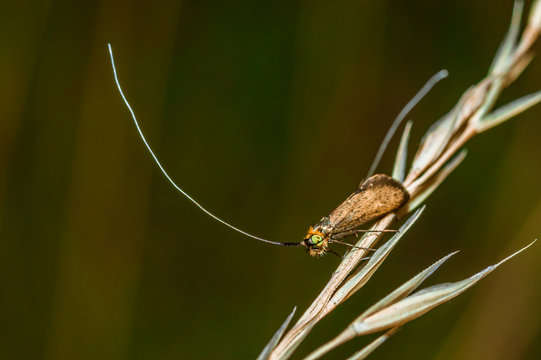 The Longhorn Moth [Nemophora Degeerella]