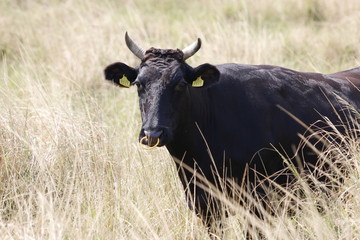 Naklejka na ściany i meble 西表島の黒毛和牛