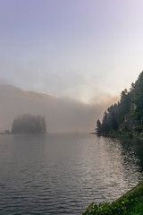 The quiet douglas tree woods on the shore of the lake of Silvaplana in the Engadin valley at sunrise with the fog over the water