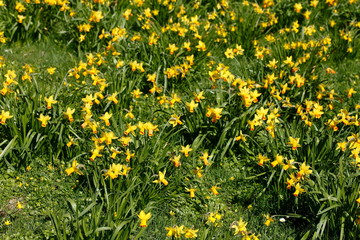 Gelbe Narzissen, Narzissenblüte  (Narcissus Pseudonarcissus), Deutschland