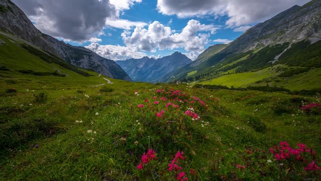 Beautiful Alps, Blooming meadow with several flowers above a altitude of 1500m. Time lapse nature landscpaes austria karwendel.