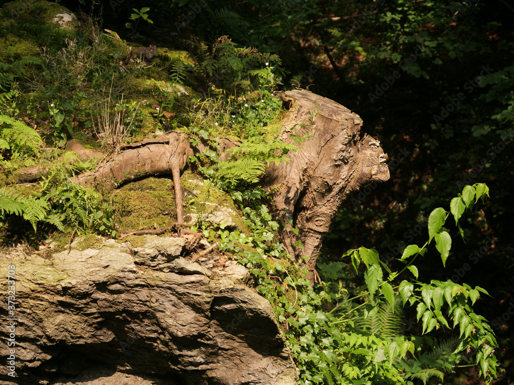 Canvas Prints Closeup of a tree stump on a rock surrounded by green nature in a forest during daylight