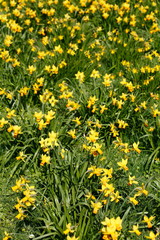 Gelbe Narzissen, Narzissenblüte  (Narcissus Pseudonarcissus), Deutschland