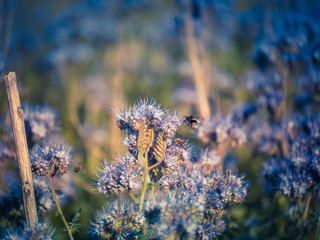 Flying honey bee collecting pollen at purple flower. Bee flying over the yellow flower in blur background