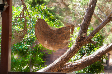 A fragment of the shell of a large turtle that lives in North Cyprus.