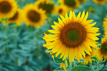Obraz premium bright sunflower field, a beautiful landscape on a summer day