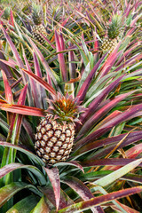 Pineapple soon to be harvest in the field, tropical fruit of Taiwan.