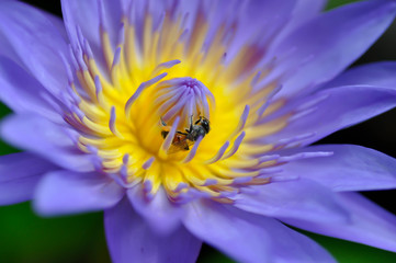 lotus or purple lotus and a bee