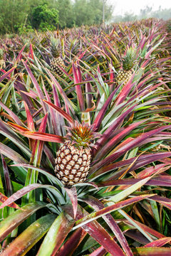 Pineapple in the field , tropical fruit of Taiwan.