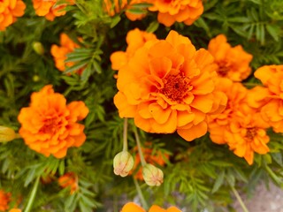 orange marigold flower