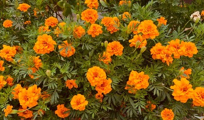 field of yellow tulips